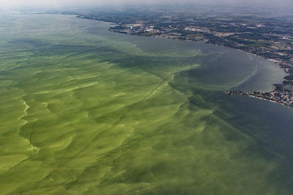 Algal Blooms