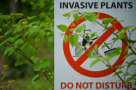 Invasive Species