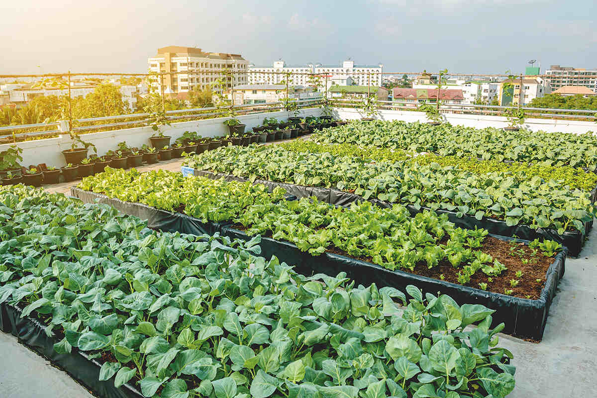 Urban Farms